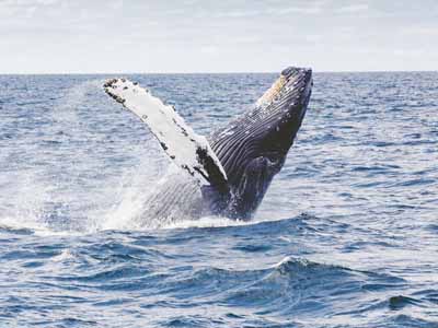 Whale Watching date idea